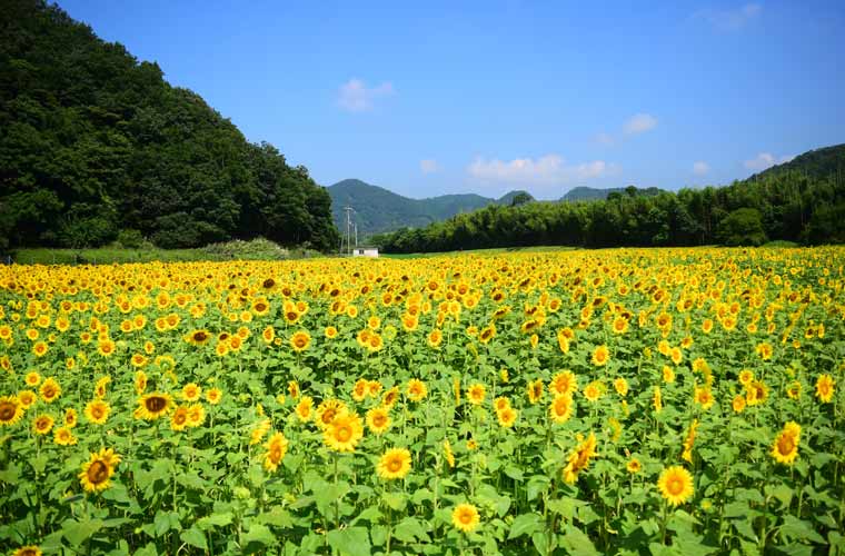 全国ひまわり畑の名所 一面が黄色に染まる夏の絶景 楽天トラベル