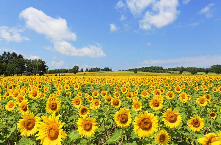 全国ひまわり畑の名所 一面が黄色に染まる夏の絶景 楽天トラベル