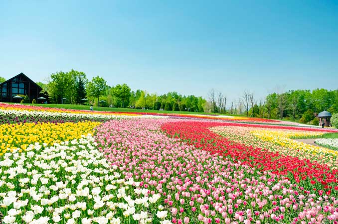全国 絶景のチューリップ畑を満喫 花観賞の名所 やまちゃんのトピックス