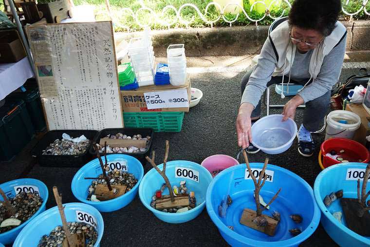 「日曜市」 オオヤドカリ