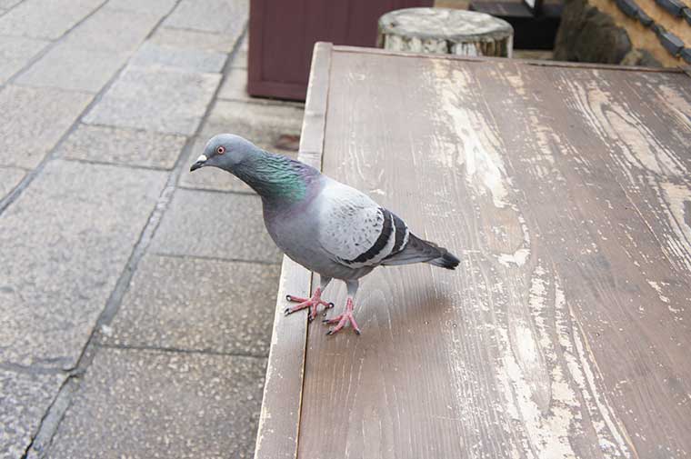 伊勢 おはらい町 おかげ横丁のおすすめグルメ 楽天トラベル