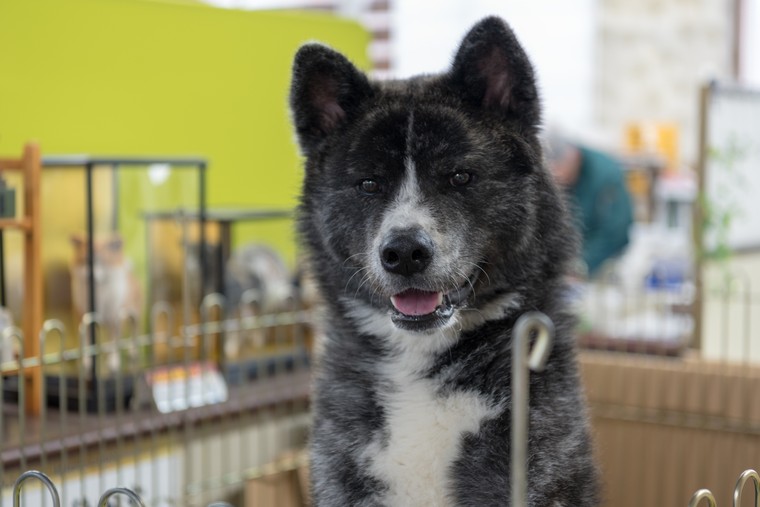 秋田県大館市で秋田犬に触れあおう かわいいモフモフわんこに出会う旅 楽天トラベル