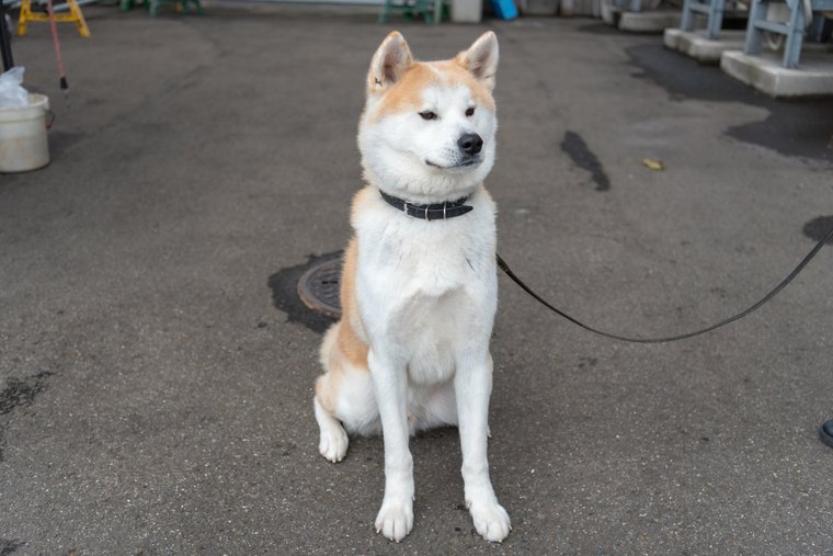 秋田県大館市で秋田犬に触れあおう かわいいモフモフわんこに出会う旅 楽天トラベル