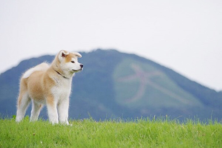 秋田県大館市で秋田犬に触れあおう かわいいモフモフわんこに出会う旅 楽天トラベル