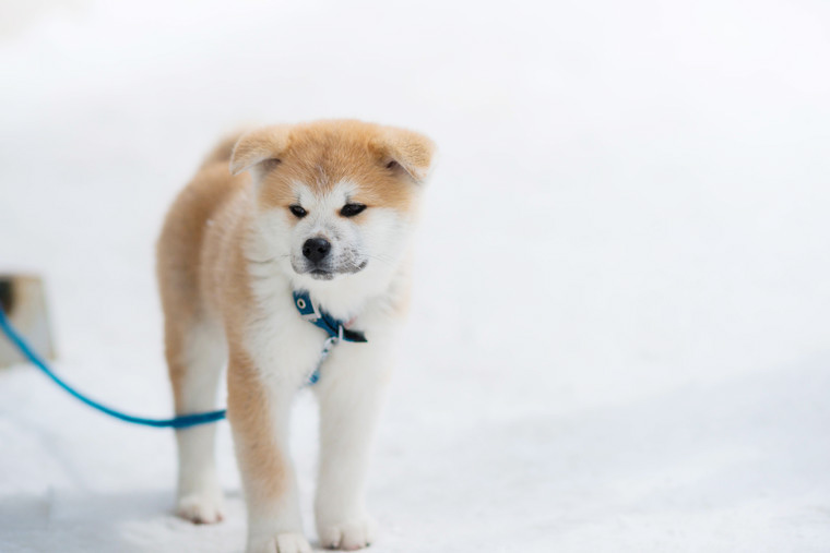 秋田県大館市で秋田犬に触れあおう かわいいモフモフわんこに出会う旅 楽天トラベル