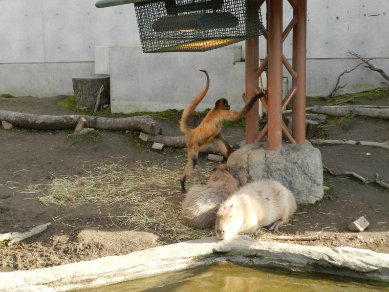 北海道 旭山動物園 共生展示 クモザルとカピバラ
