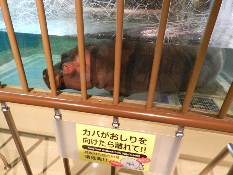 北海道 旭山動物園 ダチョウ・イボイノシシもいる「かば館」