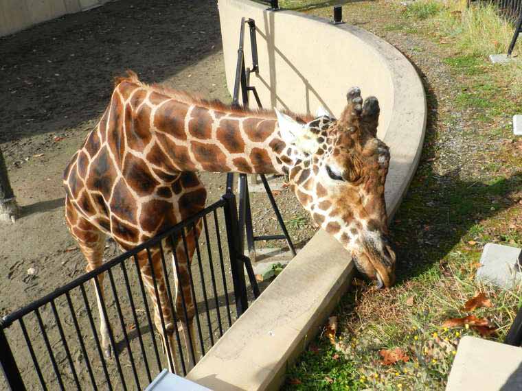 北海道 旭山動物園「きりん舎」