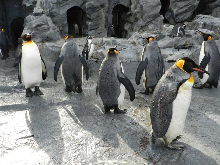北海道 旭山動物園「ぺんぎん館」