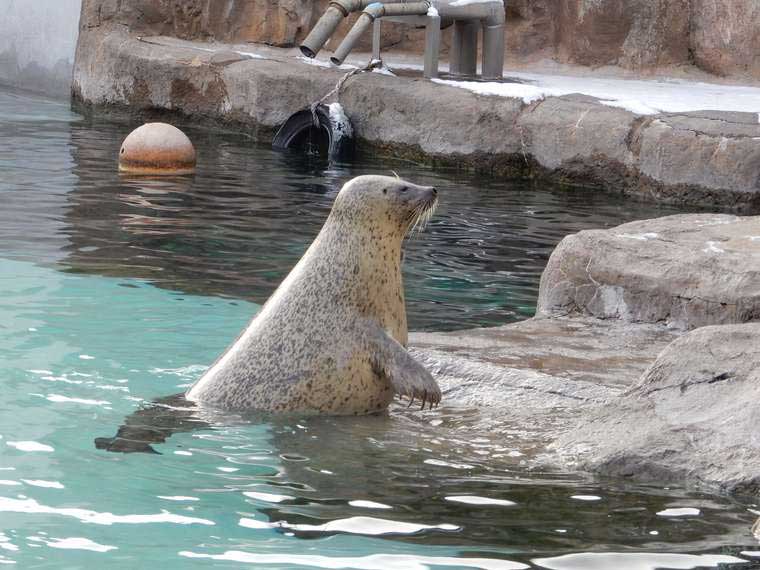 北海道 旭山動物園 「あざらし館」