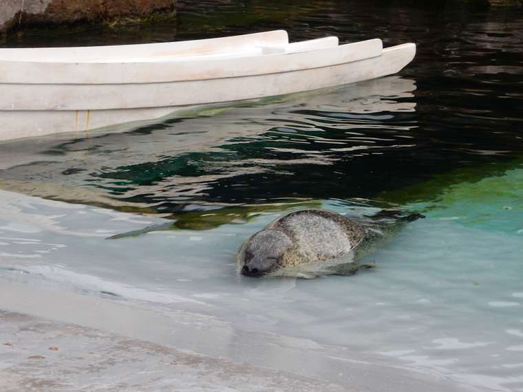 北海道 旭山動物園 「あざらし館」