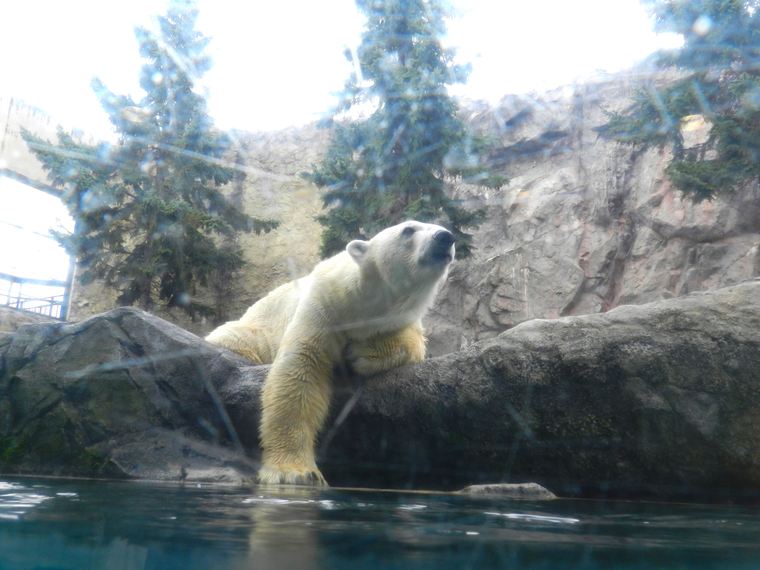 北海道 旭山動物園 ほっきょくぐま館