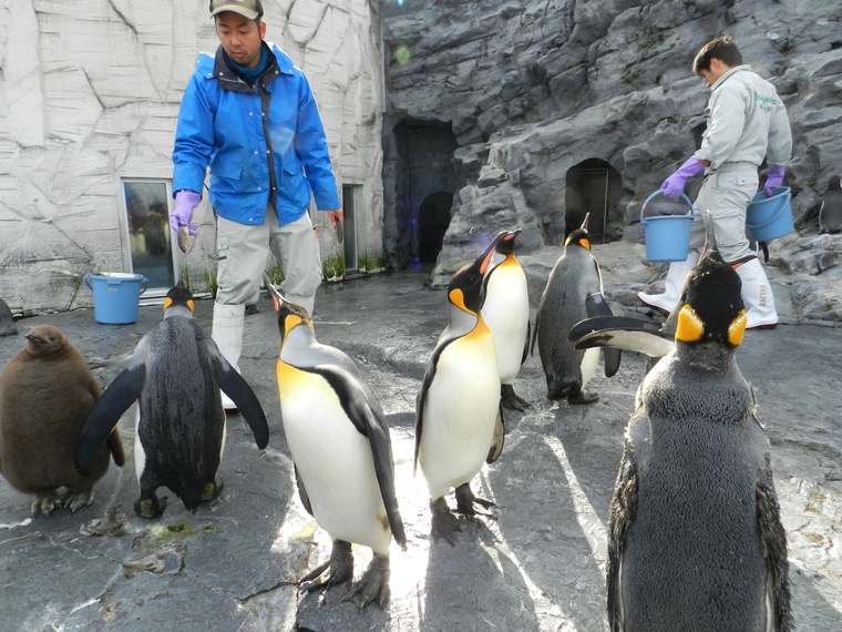 旭山動物園を攻略 効率よく回るおすすめ見学ルート 楽天トラベル