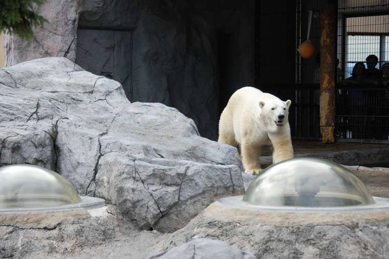 北海道 旭山動物園 ほっきょくぐま館 シールズアイ