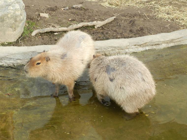北海道 旭山動物園 「くもざる・かぴばら館」