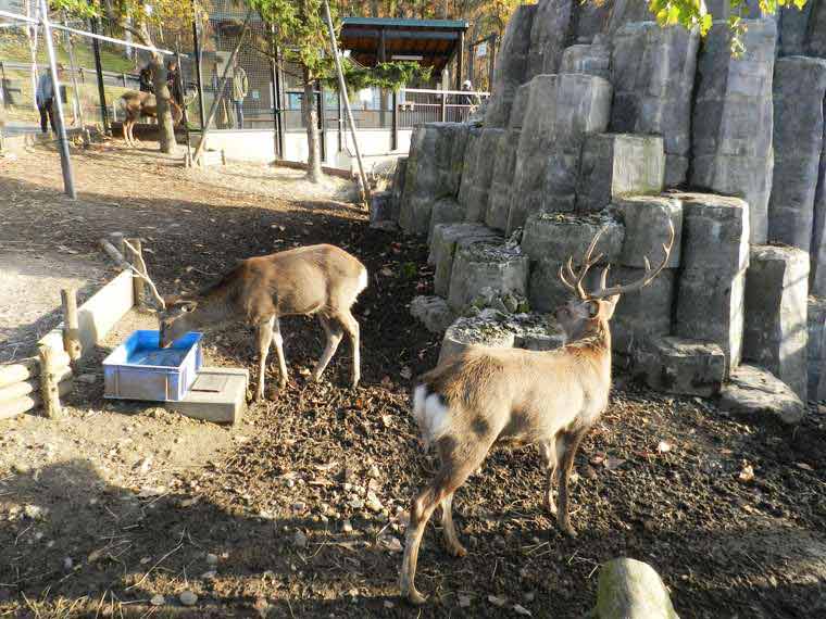 北海道 旭山動物園 穴場見学スポット エゾシカ