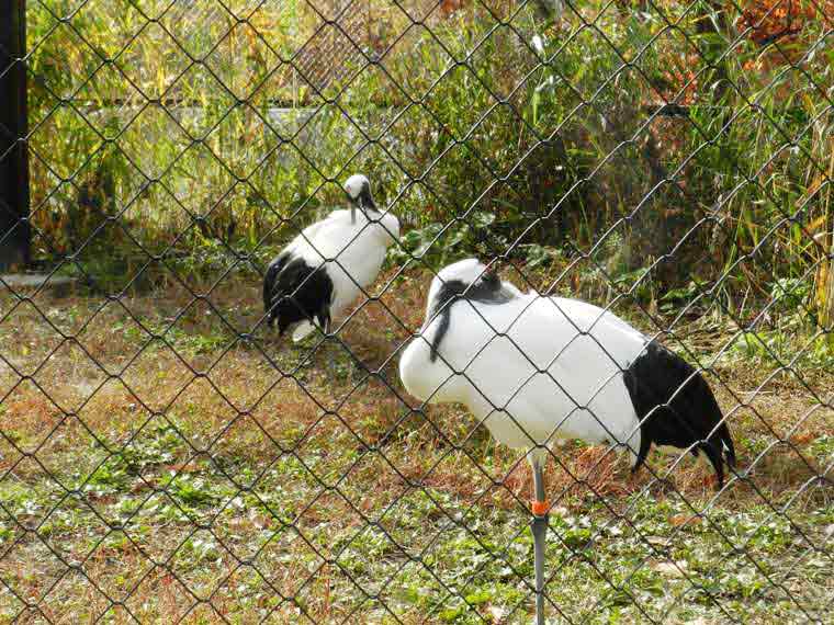 北海道 旭山動物園 穴場見学スポット タンチョウ舎