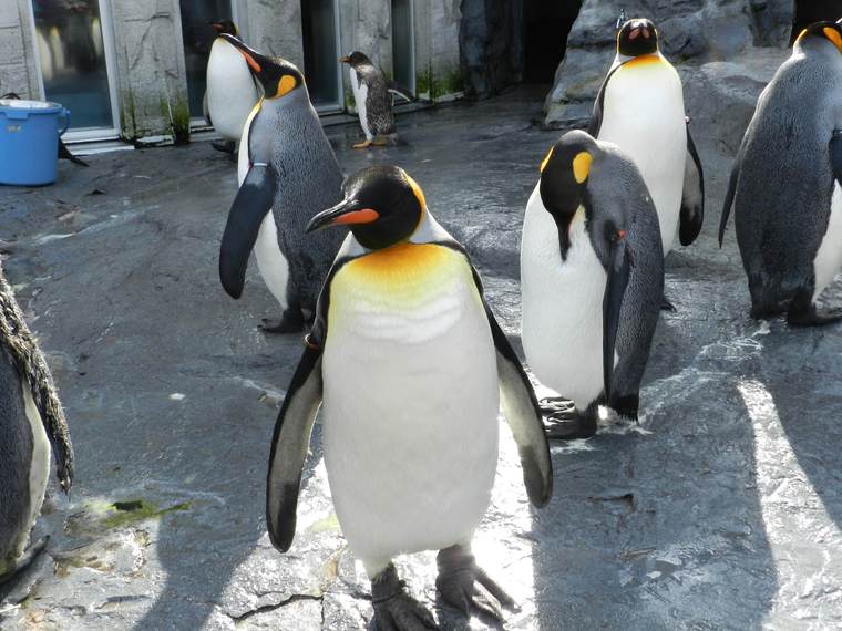 北海道 旭山動物園 ペンギン