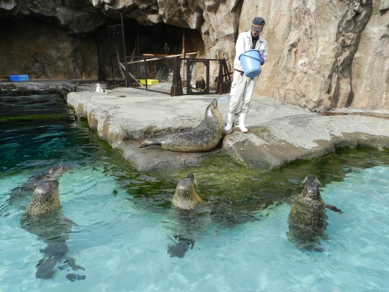 北海道 旭山動物園 あざらしのもぐもぐタイム