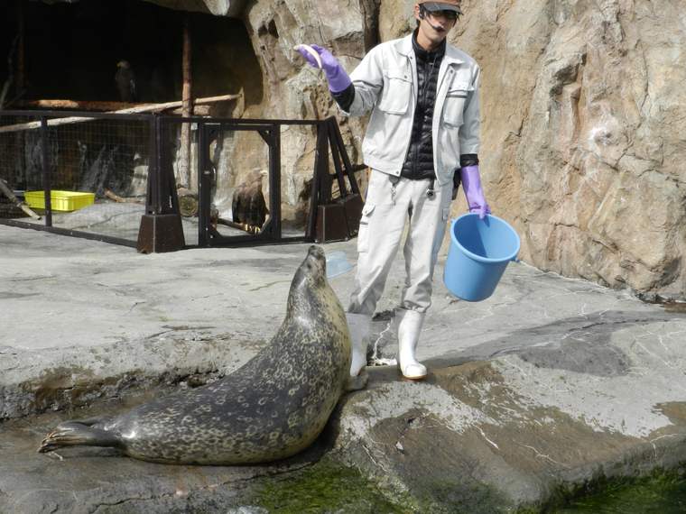 北海道 旭山動物園 あざらしのもぐもぐタイム