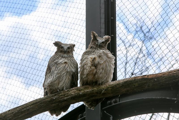 北海道 旭山動物園 穴場見学スポット シマフクロウ舎