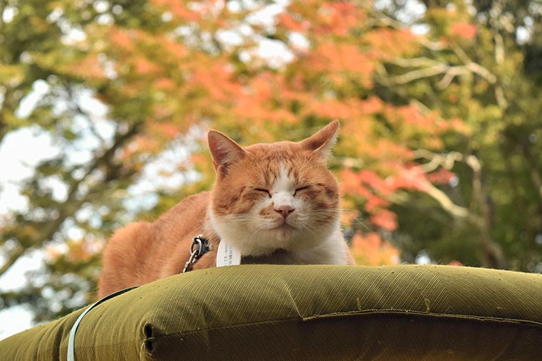 猫城主さんじゅーろー