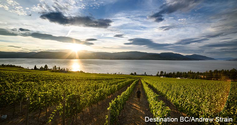 Okanagan winery / オカナガンワイナリー(ワイン)