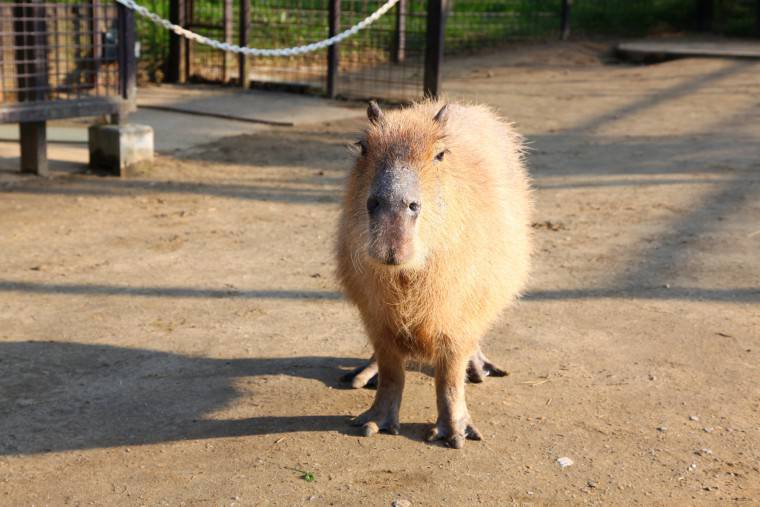 「カピバラふれあいひろば」のカピバラ