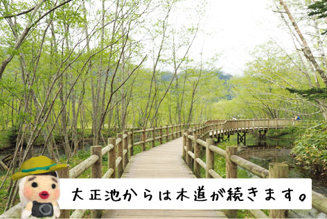 大正池コース