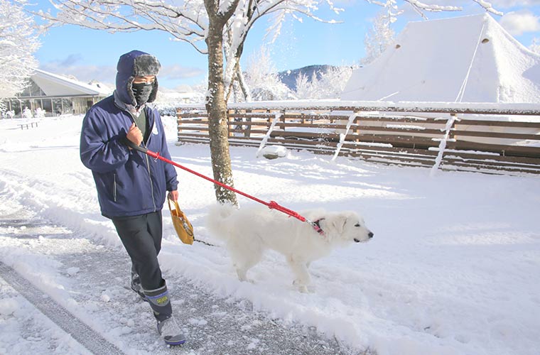 ジーナの1日は朝のお散歩から始まります