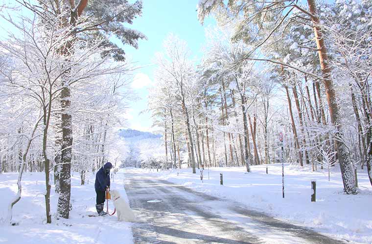 敷地内には多数の道が走り、散歩ルートは幾通りも