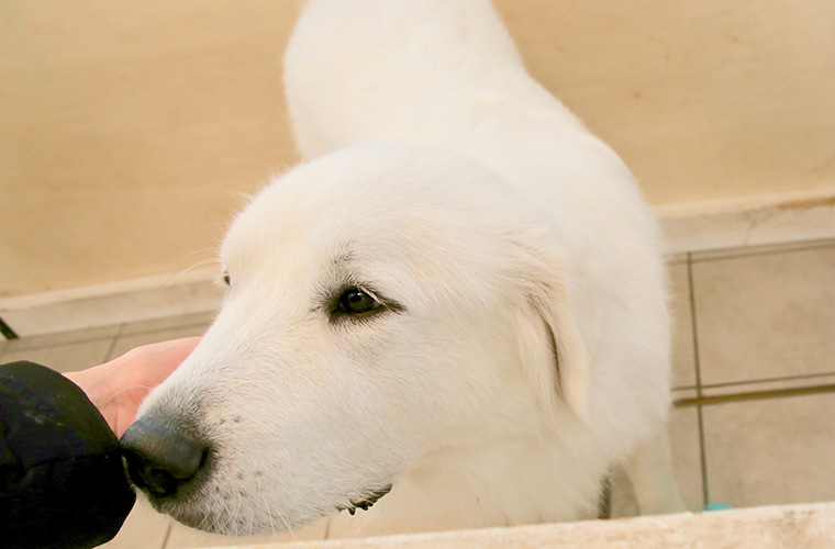 看板犬としてほぼ毎日勤務しているジーナ