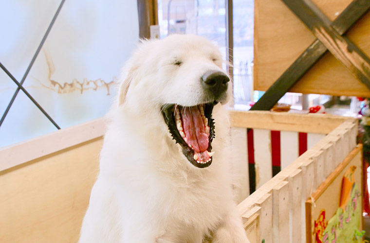 あくびやお昼寝中の無防備な姿を見せるジーナ