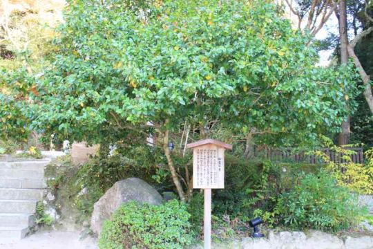 招霊(おがたま)の木