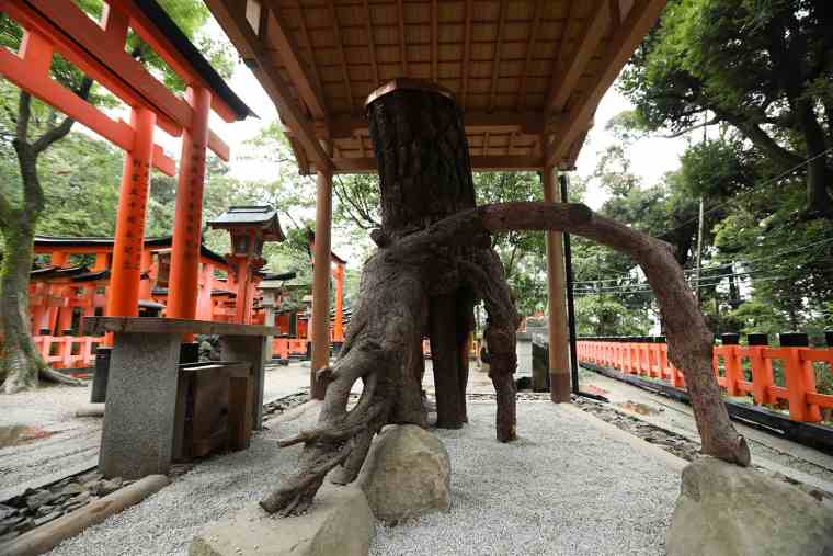 稲荷山の根上がり松