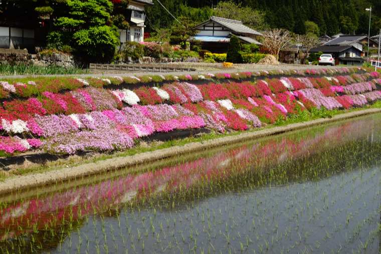 芝桜