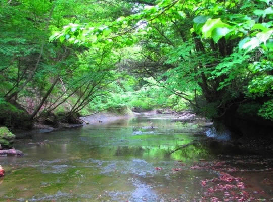 鹿の音がこだまする御宿 離れ 花山水