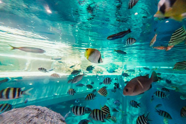 魚の群れ