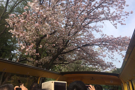 桜回廊