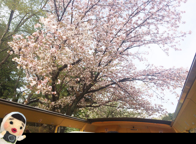 はとバスで東京お花見バスツアー行ってみた オーソラミオ編 楽天トラベル