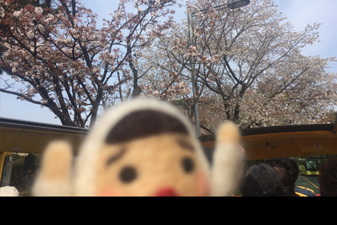 オーソラ桜