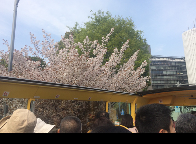 千鳥ヶ淵の桜