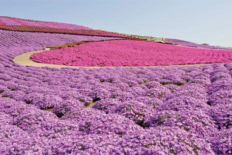 芝桜