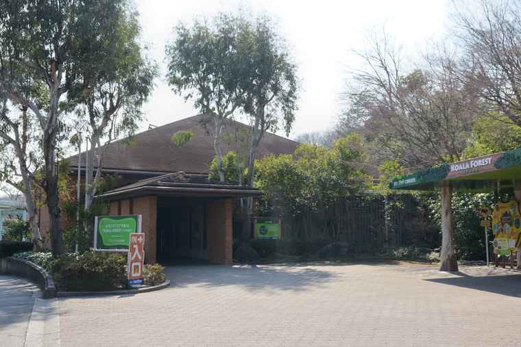 名古屋 東山動植物園 コアラ舎