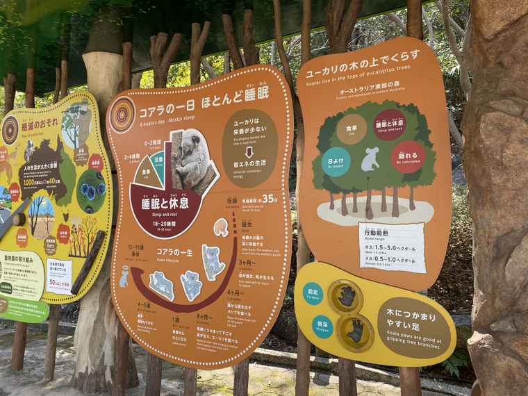 名古屋 東山動植物園 KOARA FOREST コアラの森