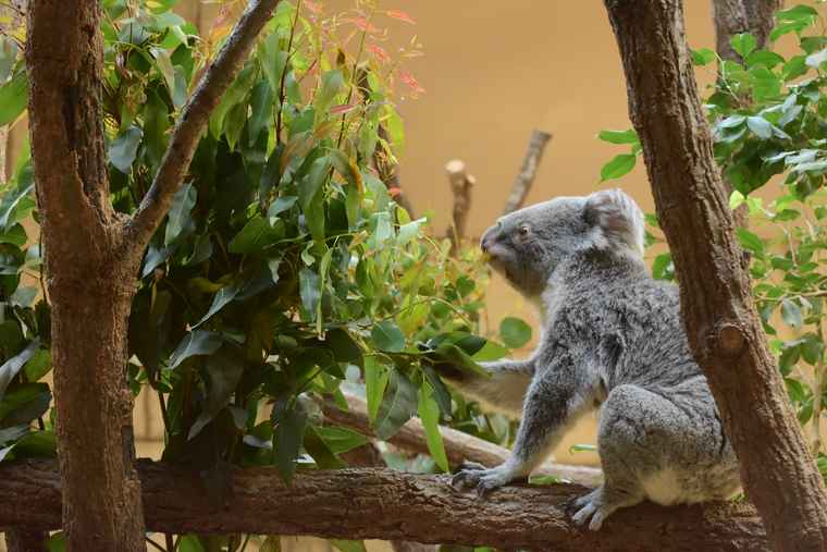 名古屋 東山動植物園 コアラ舎