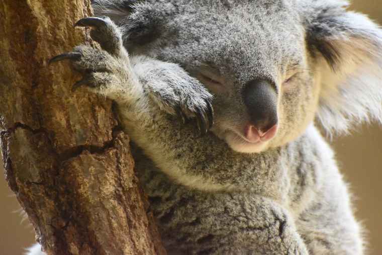 かわいいコアラとイケメンゴリラに癒されたい 名古屋 東山動植物園を
