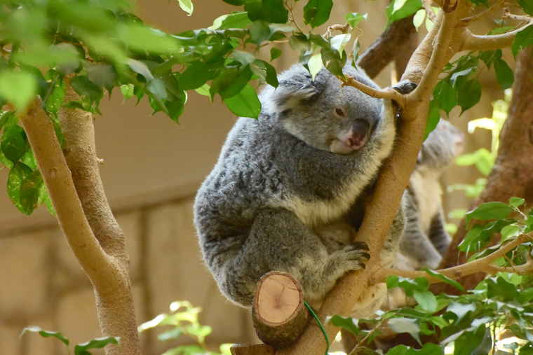 名古屋 東山動植物園 コアラ舎