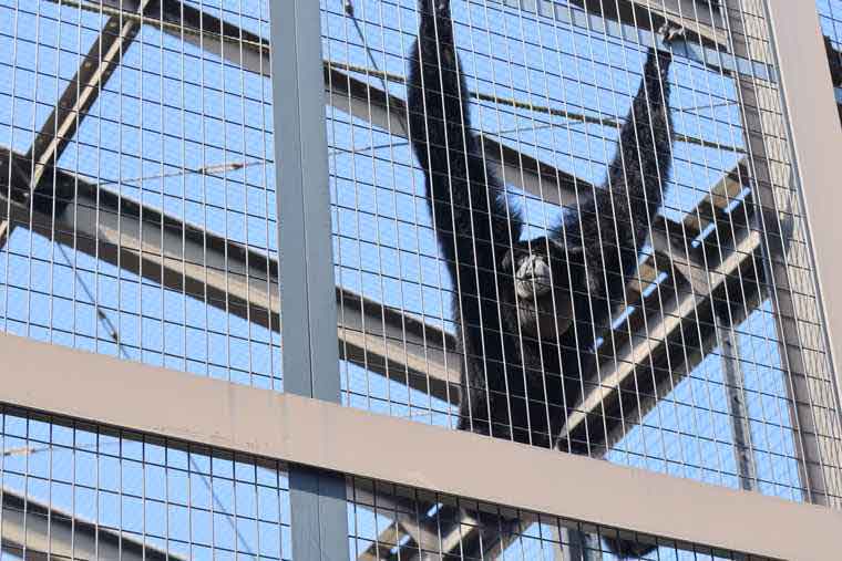 名古屋 東山動植物園 フクロテナガザル ケイジ