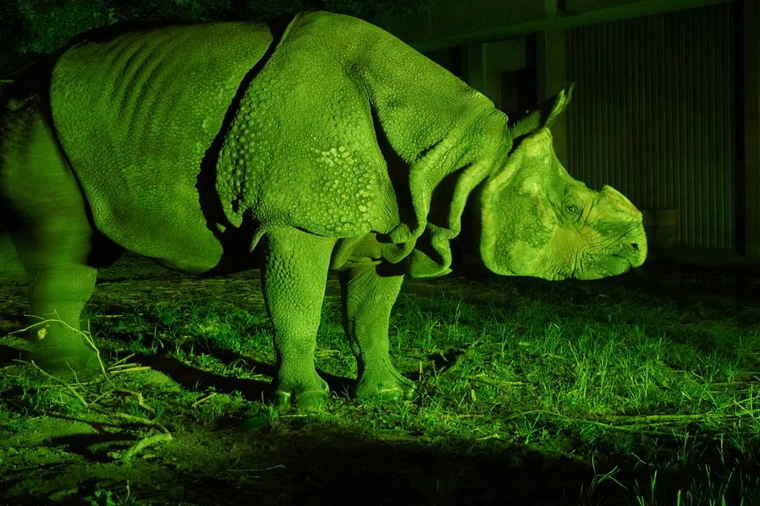 名古屋 東山動植物園 ナイトZOO